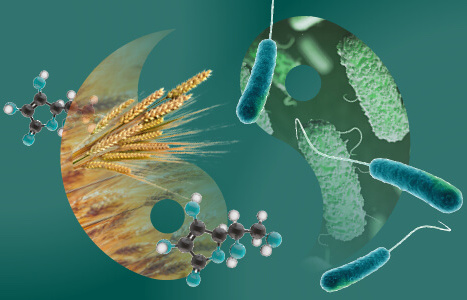 imagen decorativa de la tecnica: Diplomado de Nutrición y Microbiota